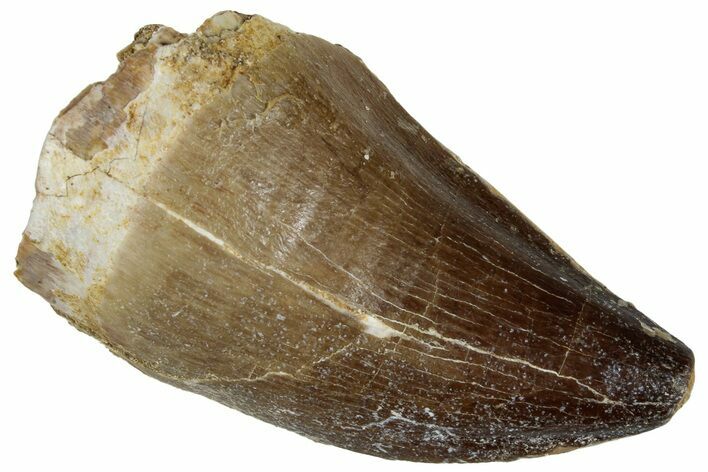 Large, Fossil Mosasaur (Prognathodon) Tooth - Morocco #261866